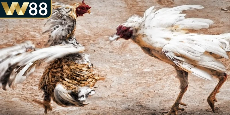 Cách Chơi Đá Gà - Cung Cấp Thông Tin Chi Tiết Từ A Đến Z - Picamo Cách Chơi Đá Gà - Cung Cấp Thông Tin Chi Tiết Từ A Đến Z - Picamo