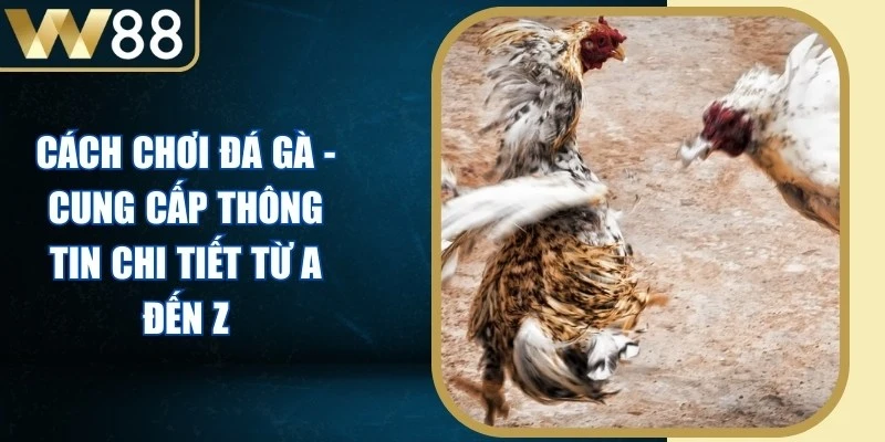 Cách Chơi Đá Gà - Cung Cấp Thông Tin Chi Tiết Từ A Đến Z - Picamo Cách Chơi Đá Gà - Cung Cấp Thông Tin Chi Tiết Từ A Đến Z - Picamo