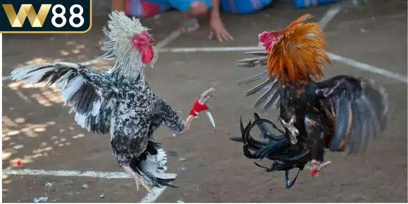 Đá Gà Cựa Dao - Hướng Dẫn Siêu Toàn Diện Cho Người Mới - Picamo Đá Gà Cựa Dao - Hướng Dẫn Siêu Toàn Diện Cho Người Mới - Picamo