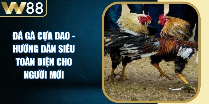 Đá Gà Cựa Dao - Hướng Dẫn Siêu Toàn Diện Cho Người Mới - Picamo Đá Gà Cựa Dao - Hướng Dẫn Siêu Toàn Diện Cho Người Mới - Picamo
