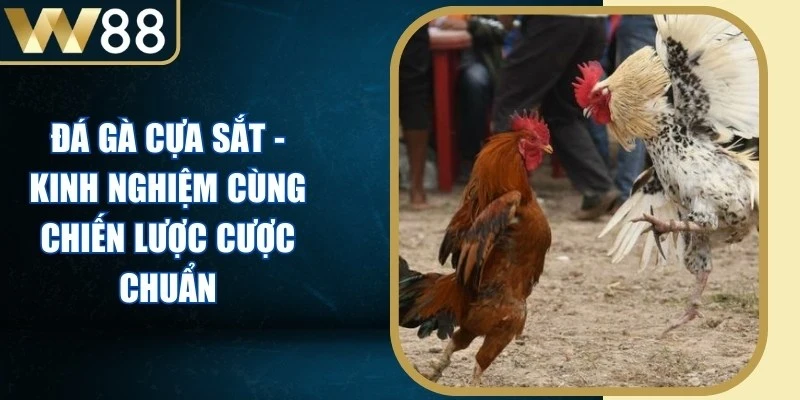 Đá Gà Cựa Sắt - Kinh Nghiệm Cùng Chiến Lược Cược Chuẩn - Picamo Đá Gà Cựa Sắt - Kinh Nghiệm Cùng Chiến Lược Cược Chuẩn - Picamo