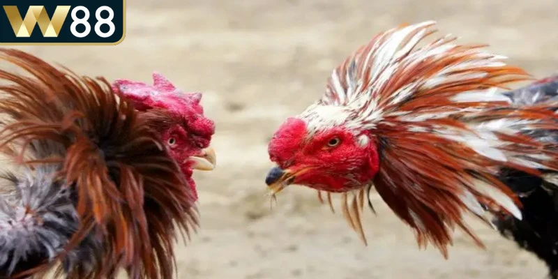 Đá Gà Thomo - Cập Nhật Nhanh Các Trận Đấu Đỉnh Cao - Picamo Đá Gà Thomo - Cập Nhật Nhanh Các Trận Đấu Đỉnh Cao - Picamo