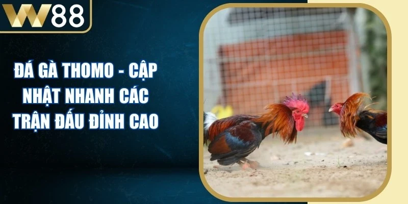 Đá Gà Thomo - Cập Nhật Nhanh Các Trận Đấu Đỉnh Cao - Picamo Đá Gà Thomo - Cập Nhật Nhanh Các Trận Đấu Đỉnh Cao - Picamo