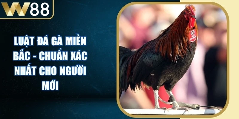Đá Gà - W88 Avala ⭐️ Link Vào W88 Đăng Ký Chơi Giải Nhật Lùn 2026 - Picamo